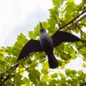 Odstraszacz Ptaków Kruk z Rozpostartymi Skrzydłami Przystosowany Do Podwieszenia Biogród