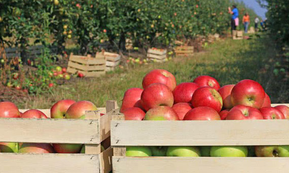 Jak przechowywać i zbierać jabłka