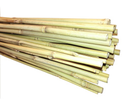 Tyczka Bambusowa 105cm (10-12mm)