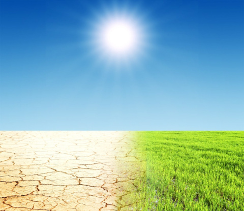 rawnik Polski Desert trawa wytrzymała na intensywne użytkowanie rawnik Polski Desert trawa wytrzymała na intensywne użytkowanie