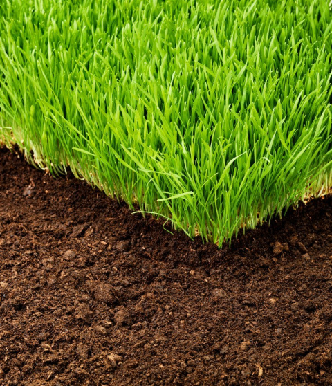 Trawa GF Auto Grass zapewnia świetne zadarnienie Trawa GF Auto Grass zapewnia świetne zadarnienie