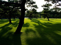 Trawa GF Shady Grass to gęsta darń z efektem dywanowym Trawa GF Shady Grass to gęsta darń z efektem dywanowym