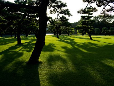 Trawa GF Shady Grass to gęsta darń z efektem dywanowym Trawa GF Shady Grass to gęsta darń z efektem dywanowym