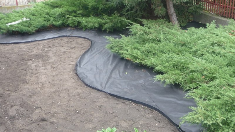 Agrowłóknina ściólkarska czarna skutecznie utrzyma wilgoć w glebie