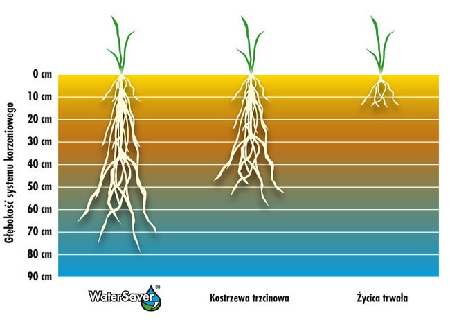 Trawa Watersaver - wykres Trawa Watersaver - wykres
