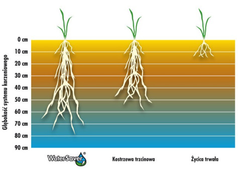 Trawa Watersaver - wykres Trawa Watersaver - wykres