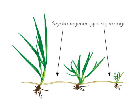 Trawa szybko regenerująca Trawa szybko regenerująca