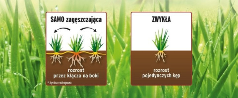 Zagęszczenie kłączy i kęp traw Substraly Zagęszczenie kłączy i kęp traw Substraly