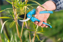 Sekator nożycowy IDEAL do cięcia świeżych gałęzi i pędów do 16mm Cellfast Sekator nożycowy IDEAL do cięcia świeżych gałęzi i pędów do 16mm Cellfast