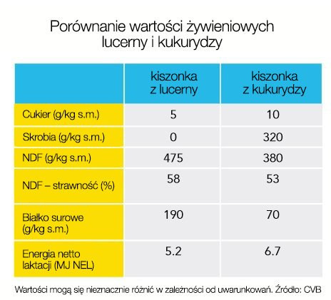 Lucerna i koniczyna Barenbrug Yellow Jacket porównanie kiszonek Lucerna i koniczyna Barenbrug Yellow Jacket porównanie kiszonek
