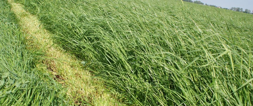 Barenbrug Milkway BG-3 Protein więcej suchej masy Barenbrug Milkway BG-3 Protein więcej suchej masy