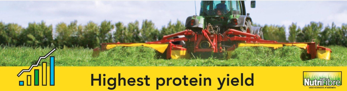 Barenbrug Milkway BG-3 Protein wysokie plonowanie Barenbrug Milkway BG-3 Protein wysokie plonowanie