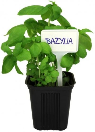 Tabliczka do Opisywania Roślin 13,5cm x 5,5cm x 25szt z Ołówkiem Garden Line