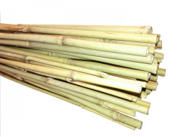 Tyczka Ogrodnicza Bambusowa ø12-14mm x 150cm Jum