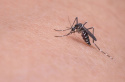 Draker RTU Spray Środek Owadobójczy Na Mrówki Pchły Kleszcze Komary 1l vebi