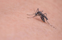 Draker RTU Spray Środek Owadobójczy Na Mrówki Pchły Kleszcze Komary 400l vebi