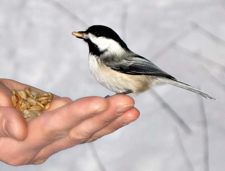 Karma Dla Dzikich Ptaków Naturalna 10kg bez GMO