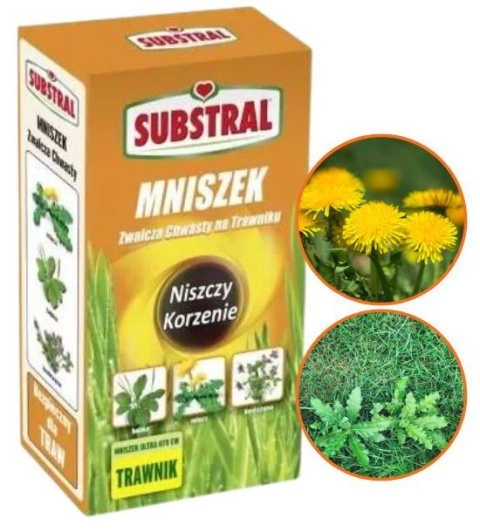 mniszek na chwasty