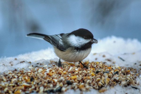 Kule Tłuszczowe Dla Ptaków w Siatce 90g x 50szt Happy Birds Kule Tłuszczowe Dla Ptaków w Siatce 90g x 50szt Happy Birds