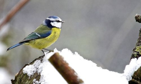 Kule Tłuszczowe Dla Ptaków 100g x 30szt Wiaderko Megi Megan