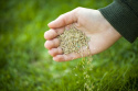 Trawa Greenay mieszanka uniwersalna 5kg Trawa Greenay mieszanka uniwersalna 5kg