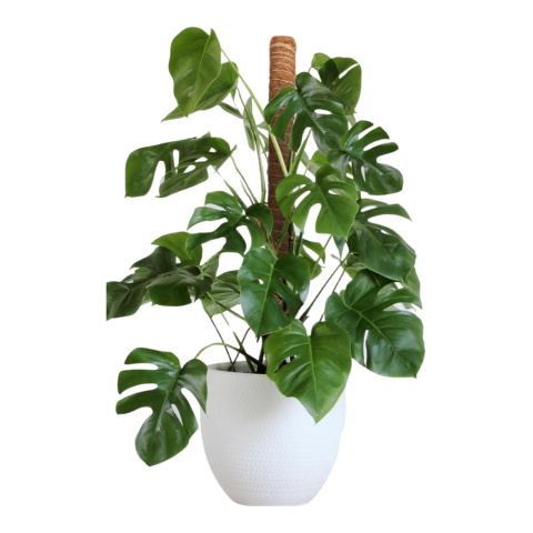 Palik Kokosowy ø42mm x 150cm Na Tyczce Bambusowej Lustan Palik Kokosowy ø42mm x 150cm Na Tyczce Bambusowej Lustan