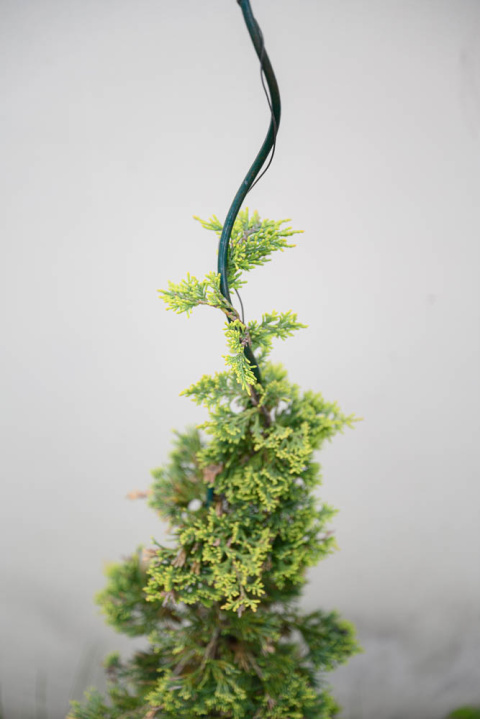 Podpora do Kwiatów i Roślin Spirala 7cm x 180cm Stalowa Lakierowana Zielona Big Podpora do Kwiatów i Roślin Spirala 7cm x 180cm Stalowa Lakierowana Zielona Big