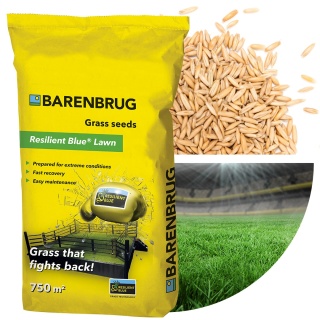 Trawa Na Ekstremalne Warunki Barenbrug Resilient Blue Lawn 15kg