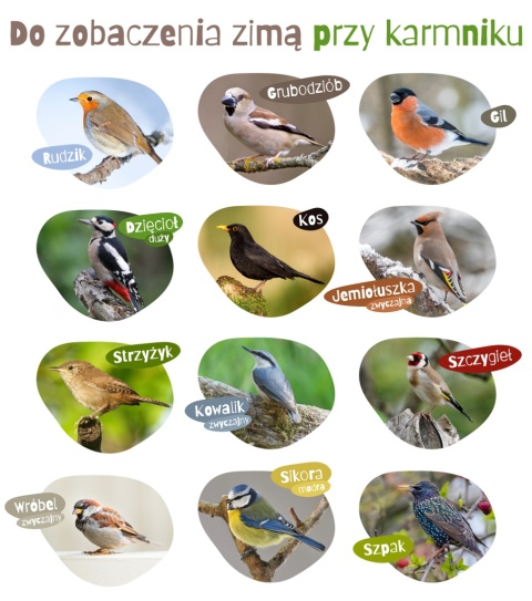 Zestaw Karmy dla Dzikich Ptaków na Zimę 3 Części 3 kg Turdus