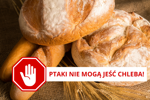 ptaki nie mogą jeść chleba