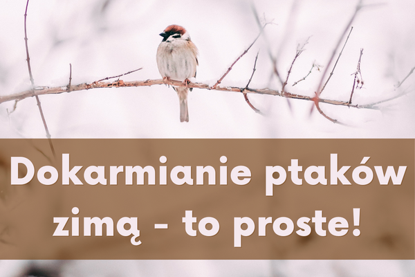 Dokarmianie ptaków zimą - jak nie zaszkodzić dzikiej naturze
