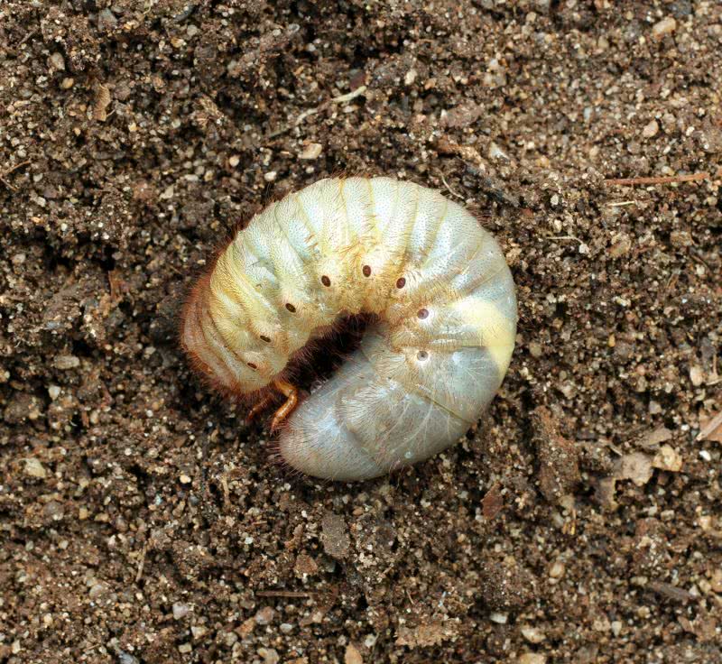 Chroń plantacje w swoim ogrodzie!