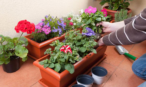 Chronimy rośliny balkonowe przed mrozem