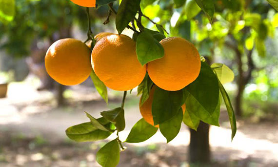 Drzewka owocowe - prywatne źródło witamin
