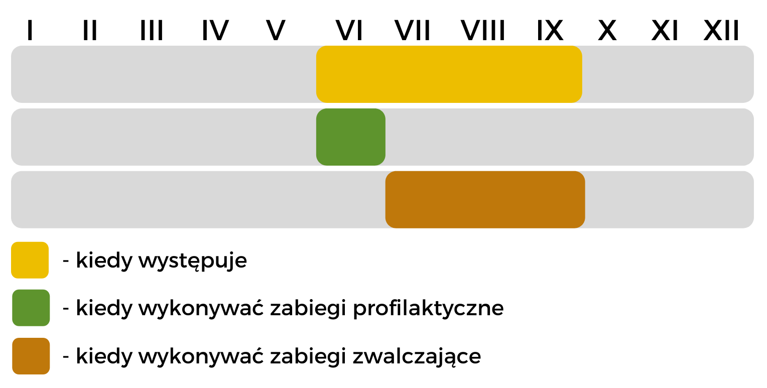 fytoftoroza diagram