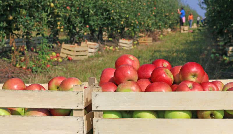 Jak przechowywać i zbierać jabłka