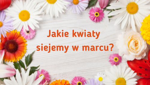 Jakie kwiaty siejemy w marcu?