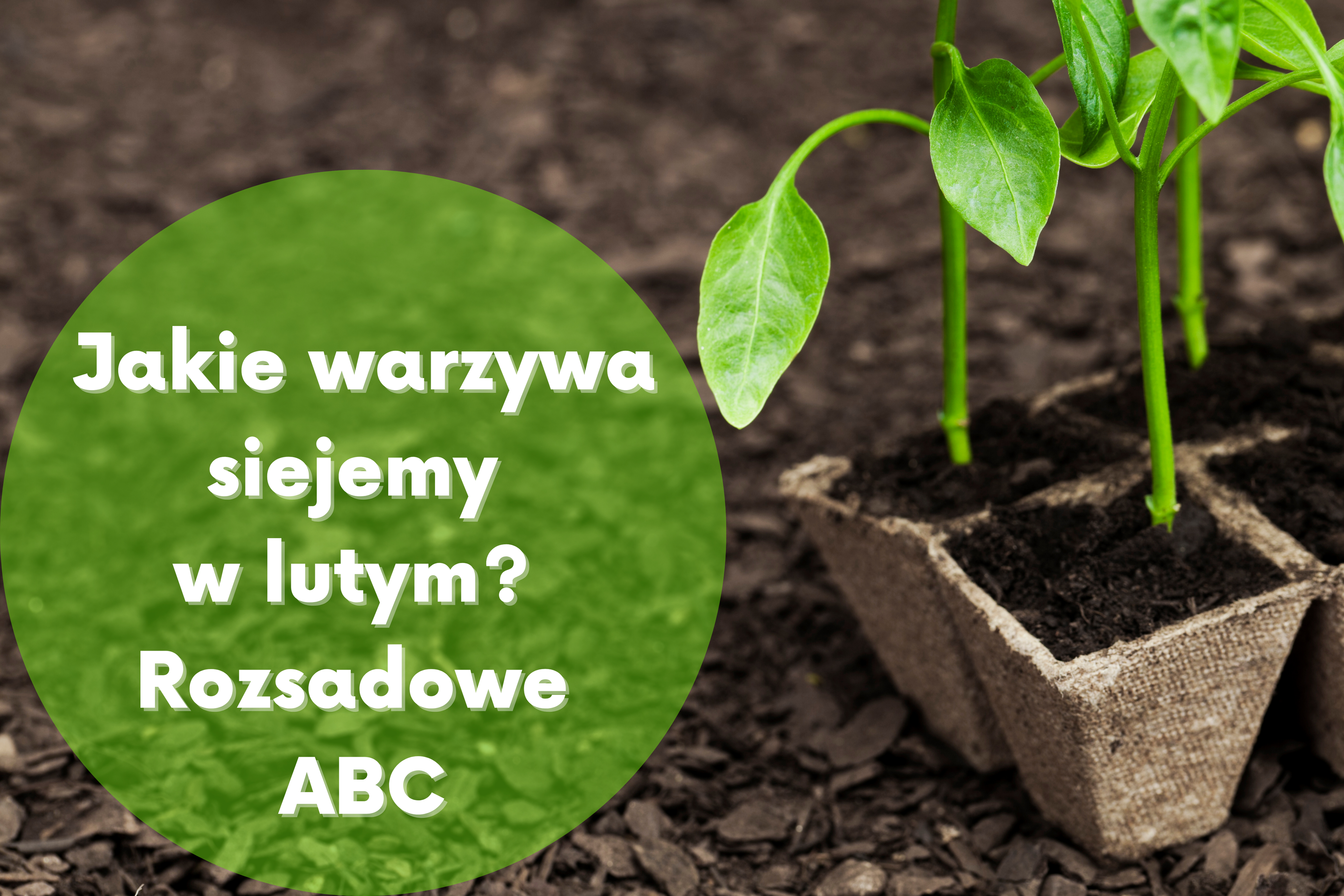 Jakie warzywa siejemy w lutym?