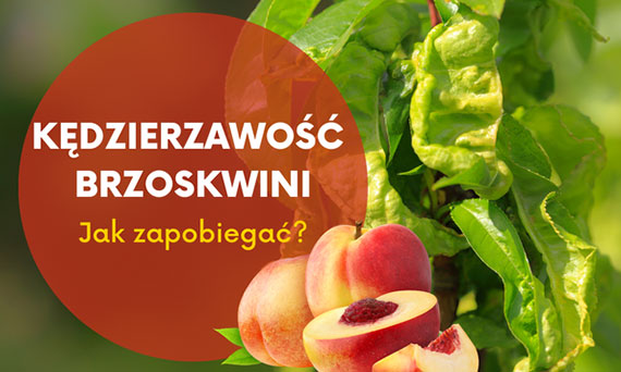 Kędzierzawość brzoskwini - jak zapobiegać?