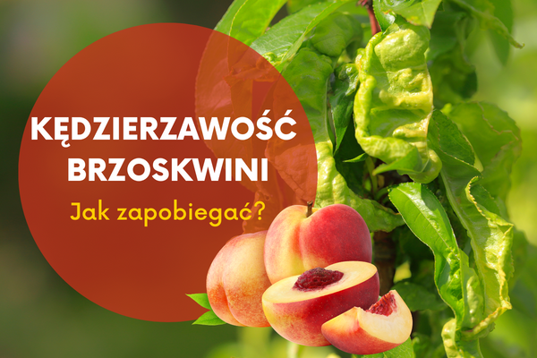Kędzierzawość brzoskwini - jak zapobiegać?