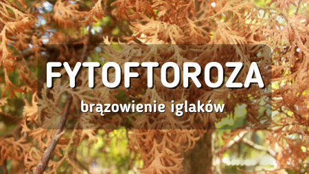 Fytoftoroza - brązowienie iglaków