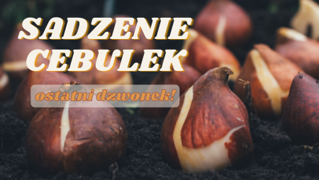 Sadzenie kwiatów cebulowych