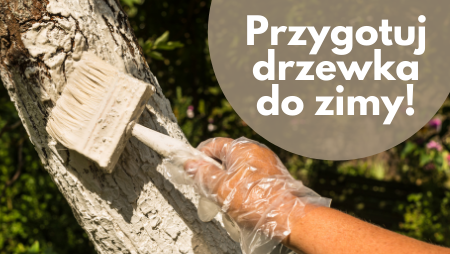 Przygotowanie drzewek owocowych do zimy