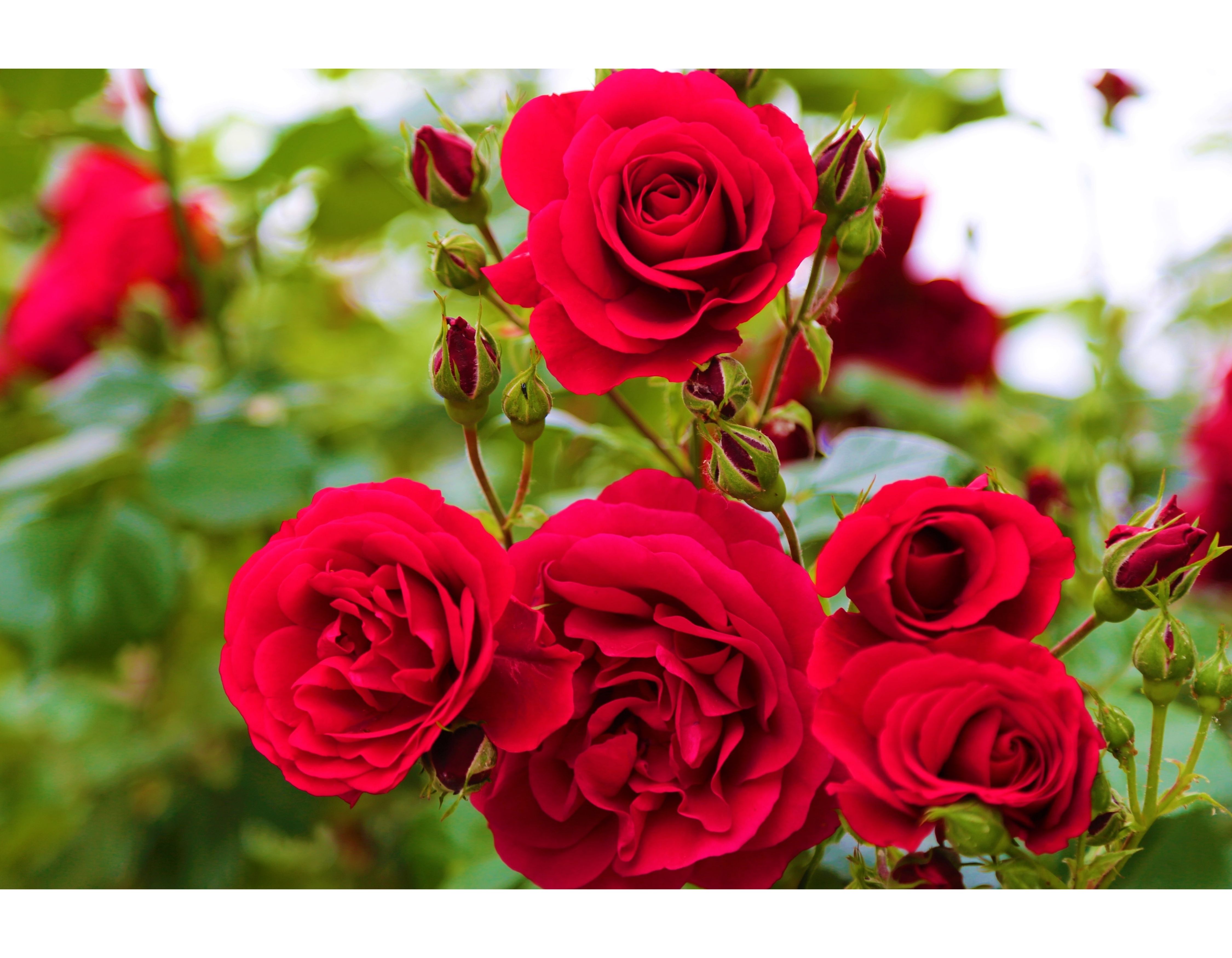 Czerwona Róża Klasyczna