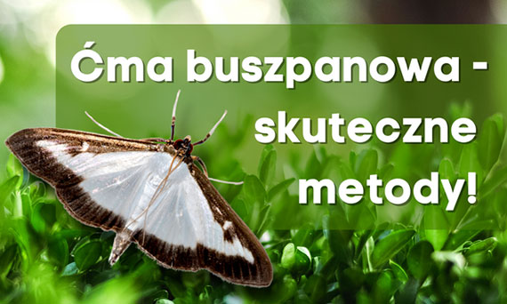 Zwalczanie ćmy bukszpanowej - najlepsze metody!