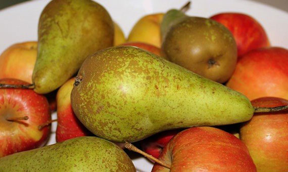 Choroby - jabłoń i grusza