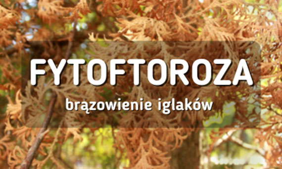 Fytoftoroza - brązowienie iglaków