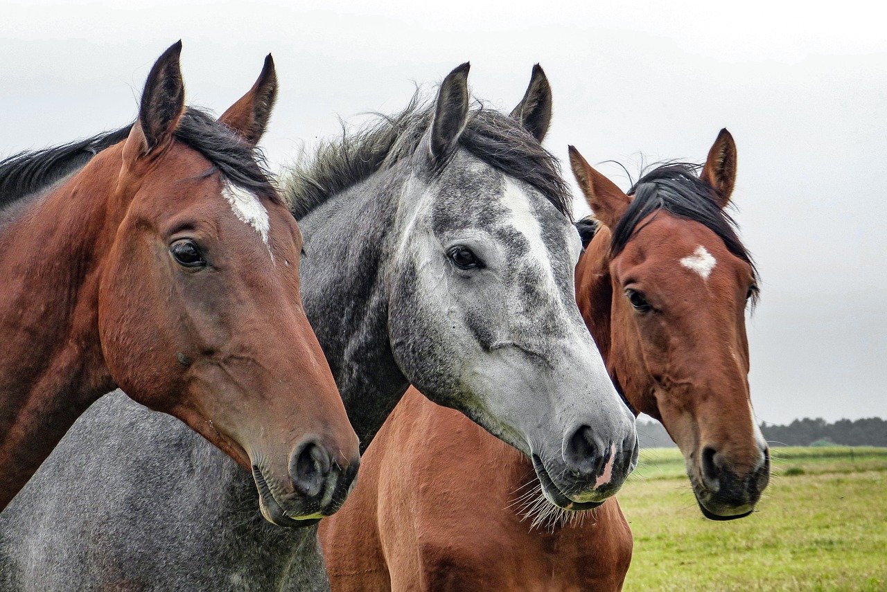 Trawa dla koni na pastwiska - jak regenerować lub założyć nowe ?