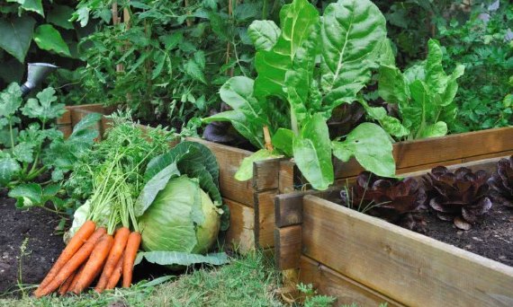 Jak stworzyć oraz pielęgnować ogród warzywny?