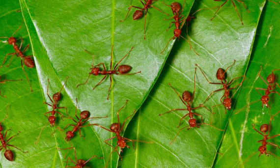 Jak zwalczać mrówki w ogrodzie?